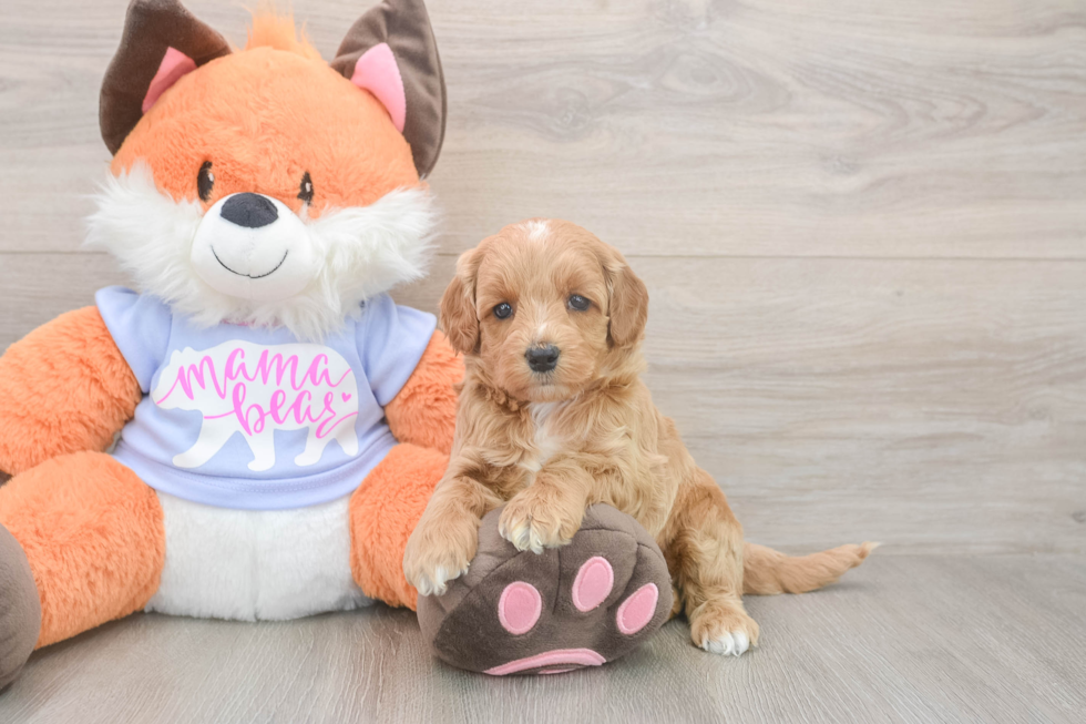 Meet Astrid - our Mini Goldendoodle Puppy Photo  1/3 - Seaside Pups Fluffy Mini Goldendoodle Poodle Mix Pup