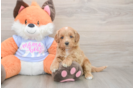 Meet Astrid - our Mini Goldendoodle Puppy Photo  1/3 - Seaside Pups Fluffy Mini Goldendoodle Poodle Mix Pup