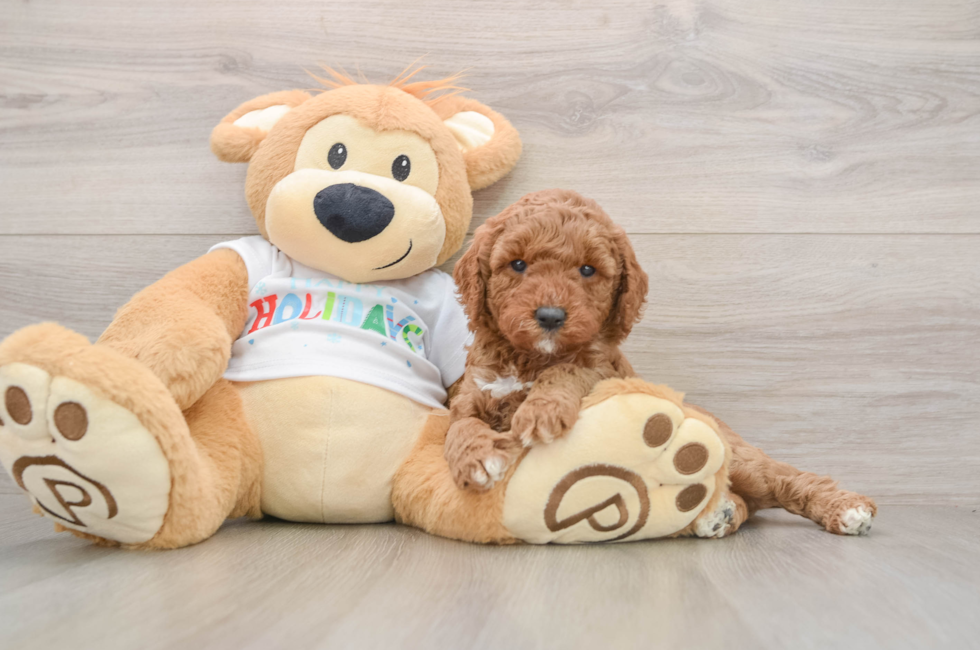 5 week old Mini Goldendoodle Puppy For Sale - Seaside Pups