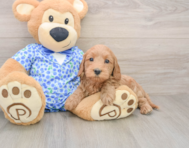 8 week old Mini Goldendoodle Puppy For Sale - Seaside Pups