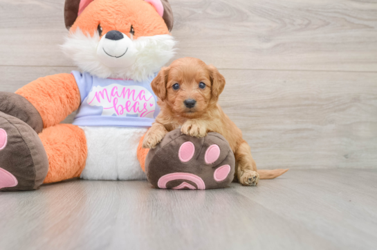 Funny Mini Goldendoodle Poodle Mix Pup