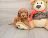 7 week old Mini Goldendoodle Puppy For Sale - Seaside Pups