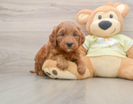 7 week old Mini Goldendoodle Puppy For Sale - Seaside Pups