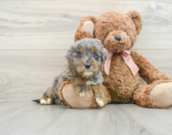 7 week old Mini Goldendoodle Puppy For Sale - Seaside Pups