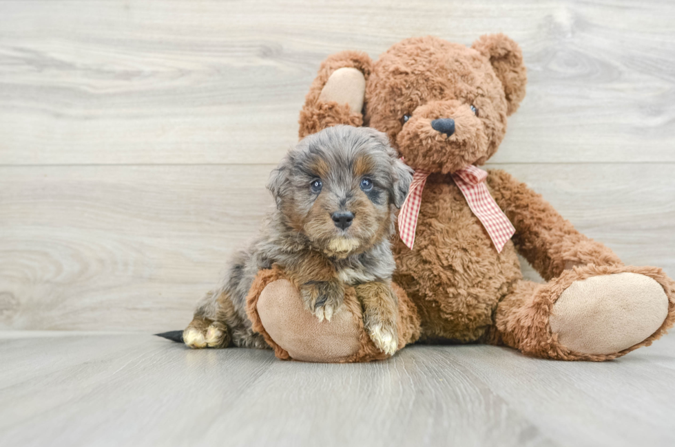 5 week old Mini Goldendoodle Puppy For Sale - Seaside Pups