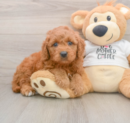 7 week old Mini Goldendoodle Puppy For Sale - Seaside Pups