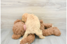 Adorable Golden Retriever Poodle Mix Poodle Mix Puppy