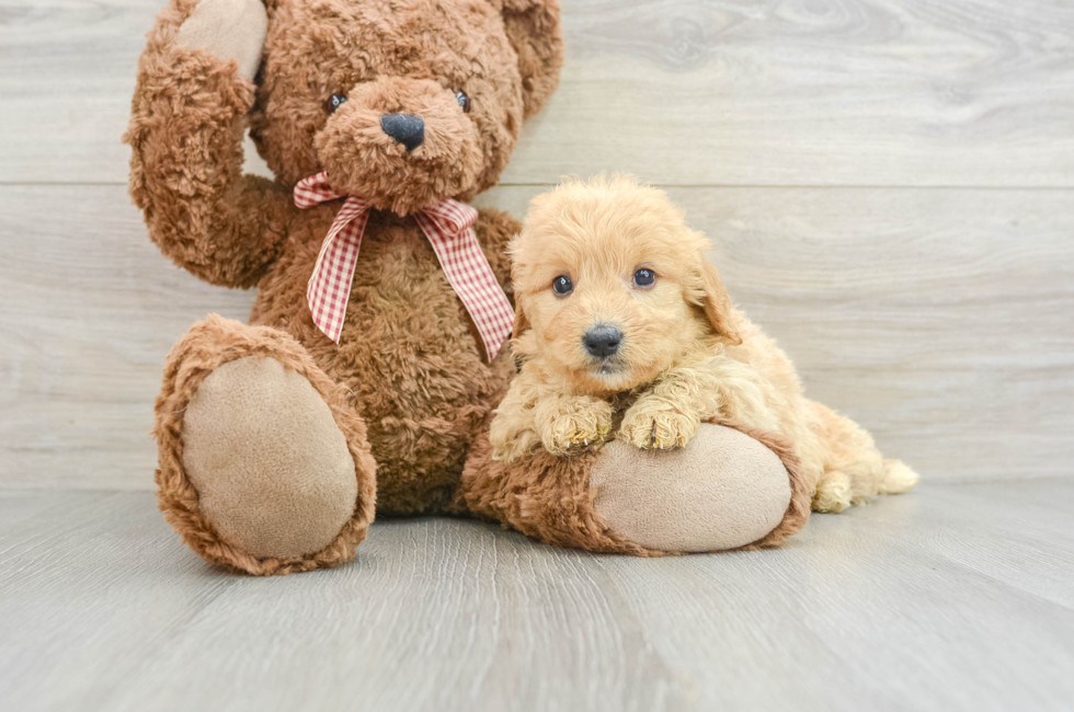 6 week old Mini Goldendoodle Puppy For Sale - Seaside Pups