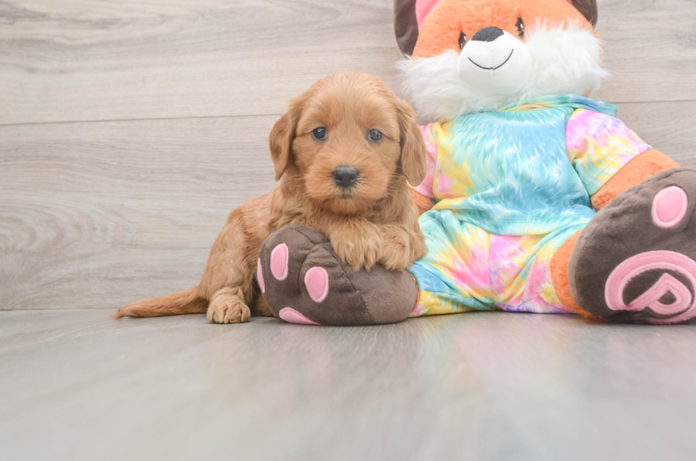 5 week old Mini Goldendoodle Puppy For Sale - Seaside Pups