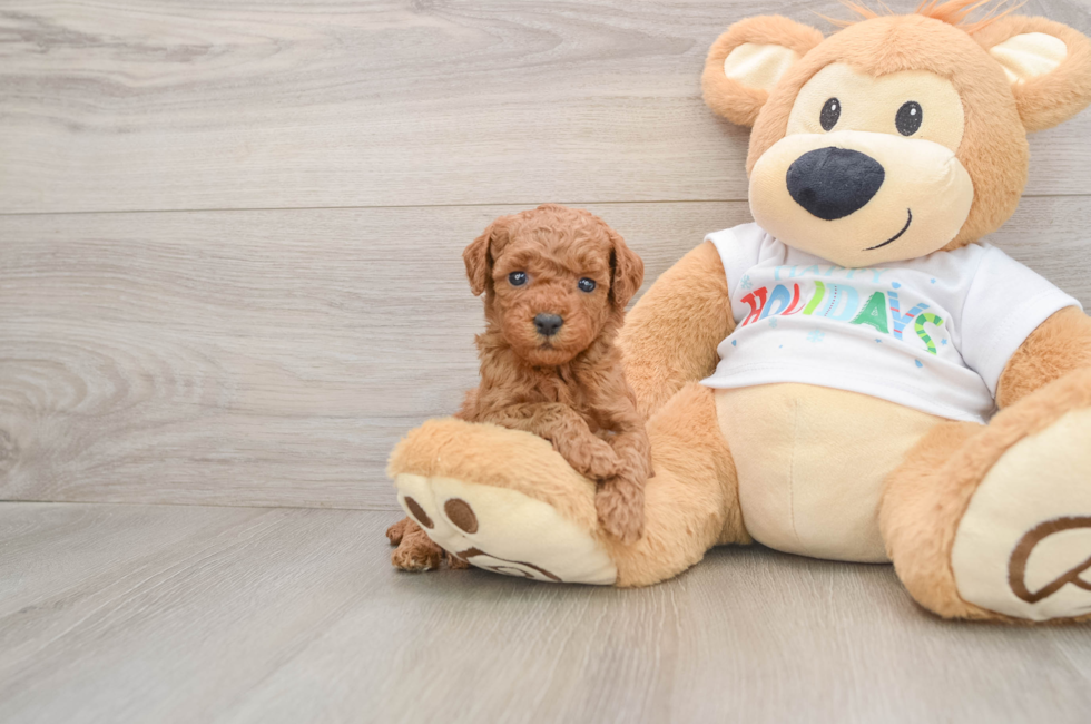 5 week old Mini Goldendoodle Puppy For Sale - Seaside Pups