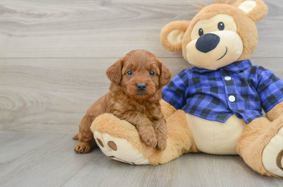 6 week old Mini Goldendoodle Puppy For Sale - Seaside Pups