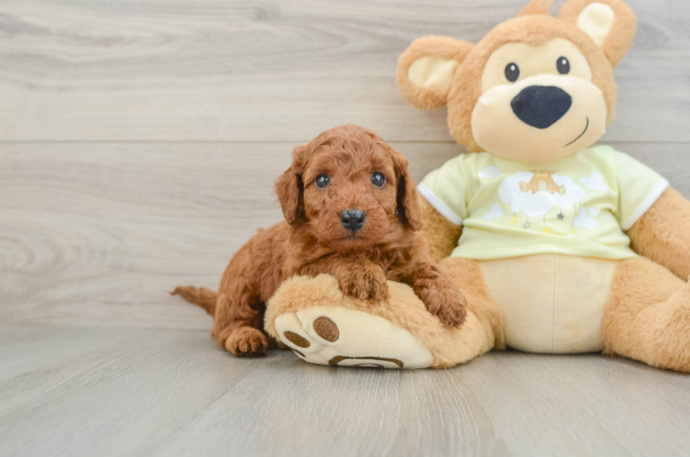 5 week old Mini Goldendoodle Puppy For Sale - Seaside Pups
