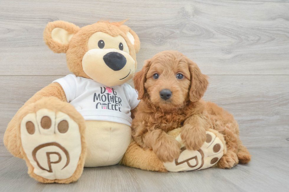 6 week old Mini Goldendoodle Puppy For Sale - Seaside Pups