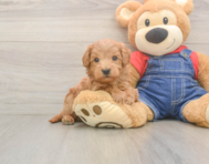 5 week old Mini Goldendoodle Puppy For Sale - Seaside Pups