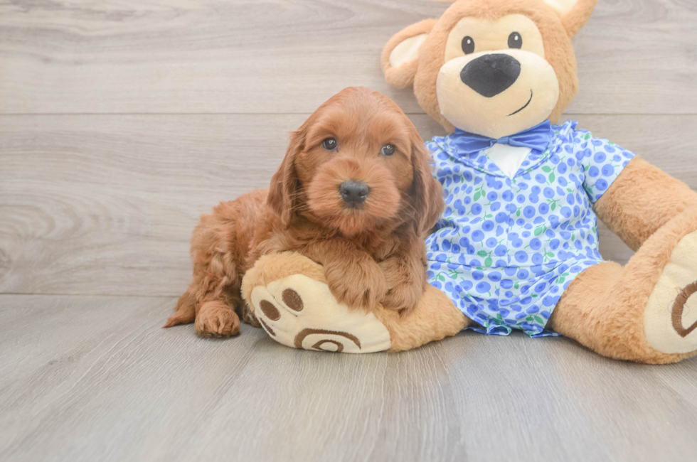 6 week old Mini Goldendoodle Puppy For Sale - Seaside Pups