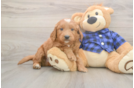 Meet Baker - our Mini Goldendoodle Puppy Photo  1/3 - Seaside Pups Mini Goldendoodle Pup Being Cute