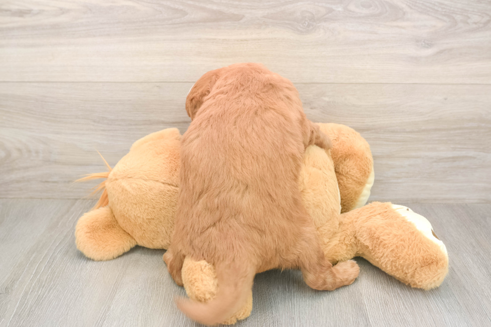 Meet Baker - our Mini Goldendoodle Puppy Photo  3/3 - Seaside Pups Best Mini Goldendoodle Baby