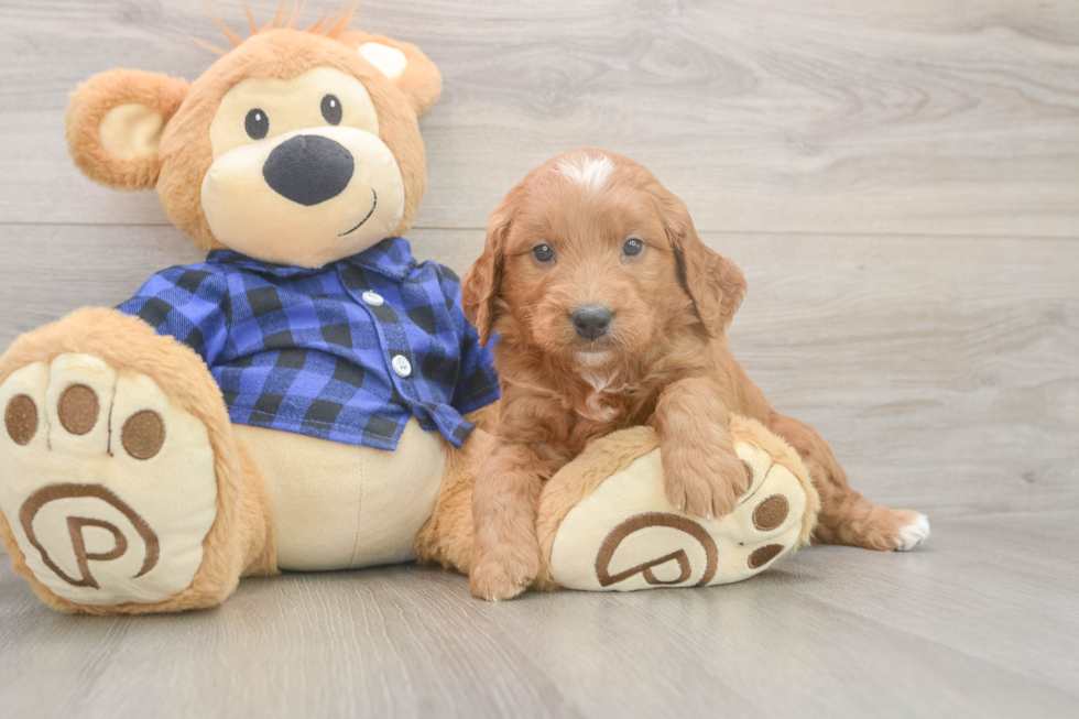 Meet Baker - our Mini Goldendoodle Puppy Photo  2/3 - Seaside Pups Funny Mini Goldendoodle Poodle Mix Pup