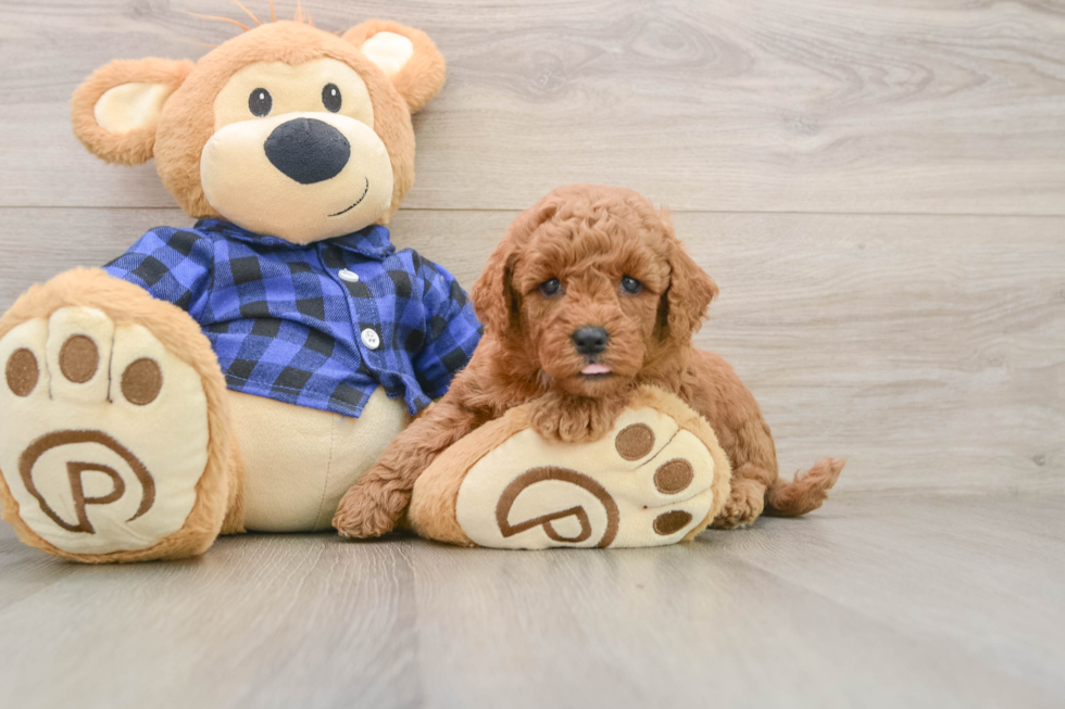 Mini Goldendoodle Pup Being Cute
