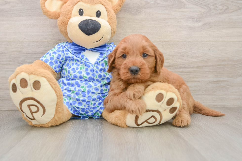 Mini Goldendoodle Puppy for Adoption