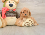 7 week old Mini Goldendoodle Puppy For Sale - Seaside Pups