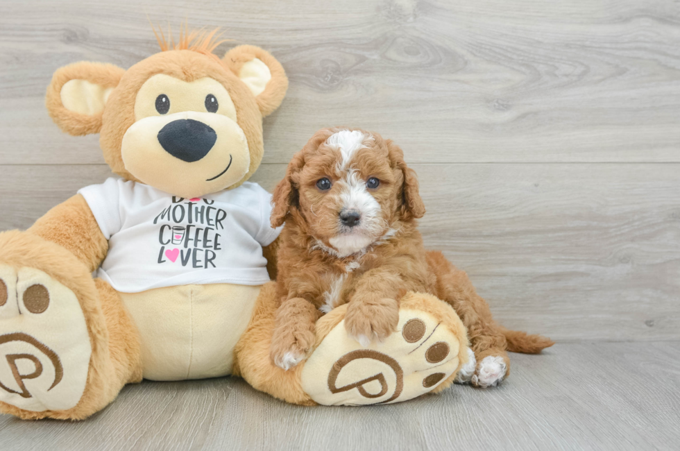 6 week old Mini Goldendoodle Puppy For Sale - Seaside Pups