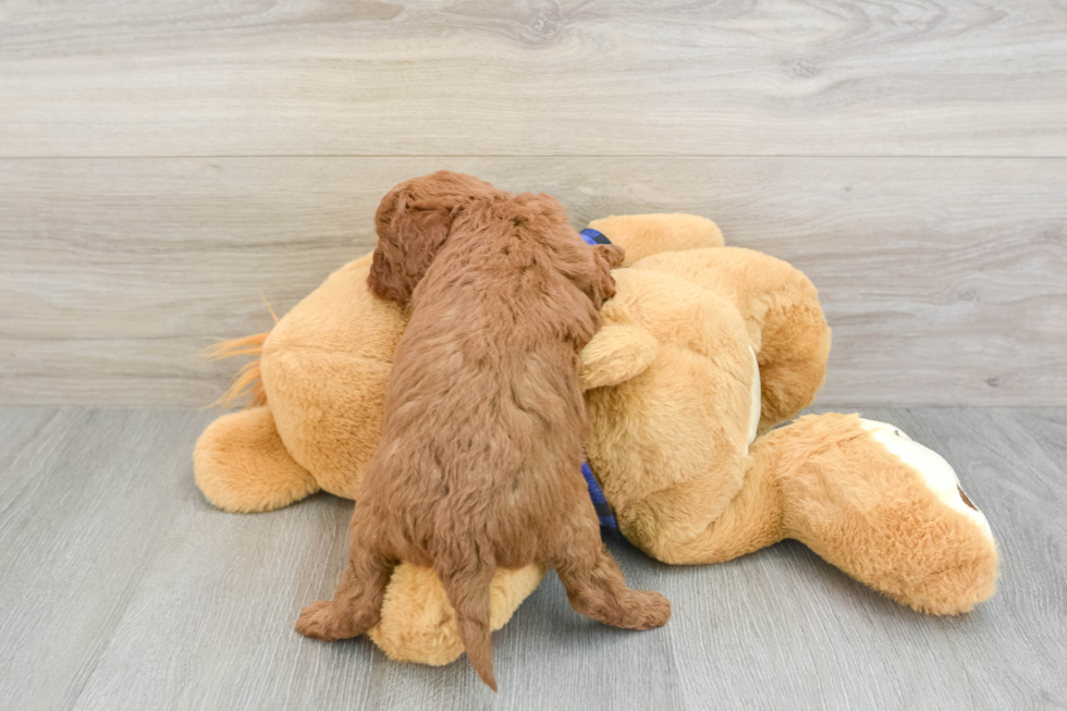 Mini Goldendoodle Pup Being Cute