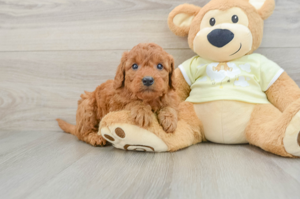 5 week old Mini Goldendoodle Puppy For Sale - Seaside Pups