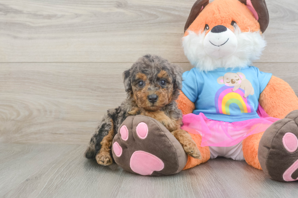 6 week old Mini Goldendoodle Puppy For Sale - Seaside Pups