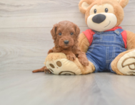 5 week old Mini Goldendoodle Puppy For Sale - Seaside Pups