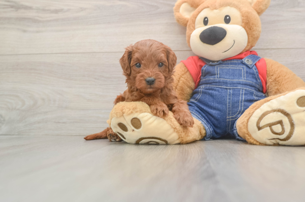 5 week old Mini Goldendoodle Puppy For Sale - Seaside Pups
