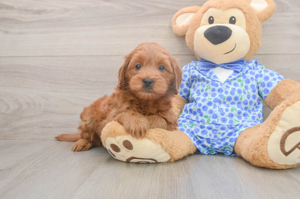 6 week old Mini Goldendoodle Puppy For Sale - Seaside Pups