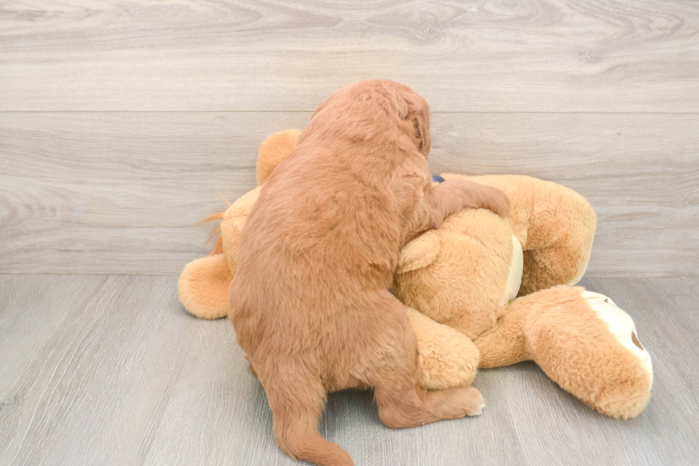 Meet Bambi - our Mini Goldendoodle Puppy Photo  3/3 - Seaside Pups Adorable Golden Retriever Poodle Mix Poodle Mix Puppy