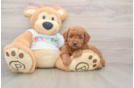 Mini Goldendoodle Puppy for Adoption