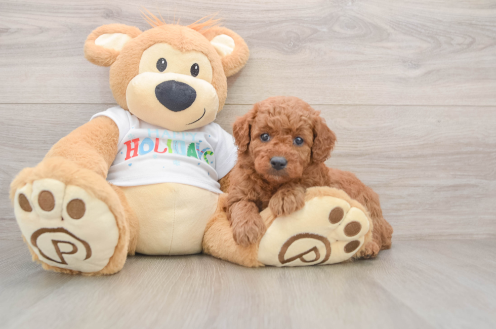 5 week old Mini Goldendoodle Puppy For Sale - Seaside Pups