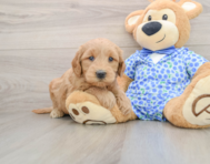 7 week old Mini Goldendoodle Puppy For Sale - Seaside Pups