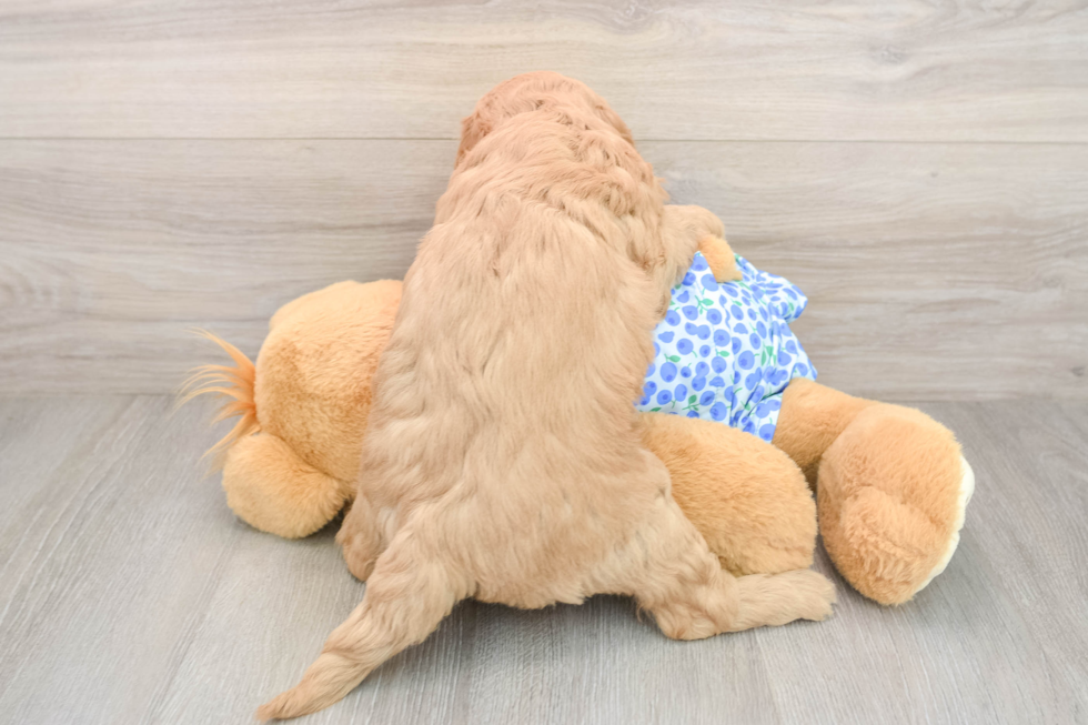 Energetic Golden Doodle Poodle Mix Puppy