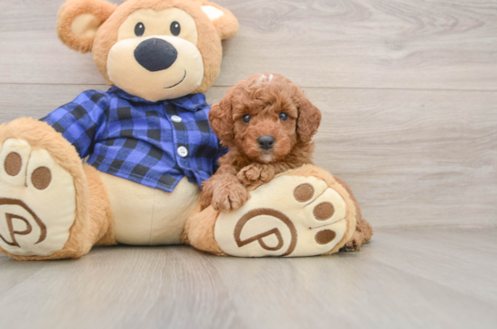 BAMBI, a Mini Goldendoodle littermate