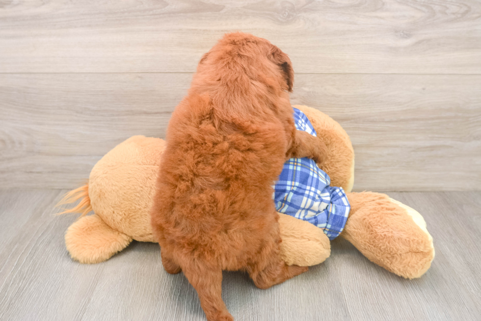 Fluffy Mini Goldendoodle Poodle Mix Pup