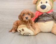 8 week old Mini Goldendoodle Puppy For Sale - Seaside Pups