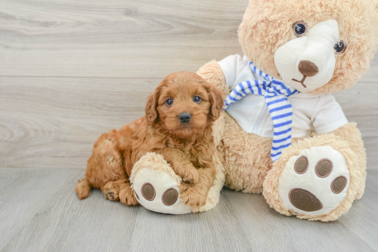 Adorable Golden Retriever Poodle Mix Poodle Mix Puppy