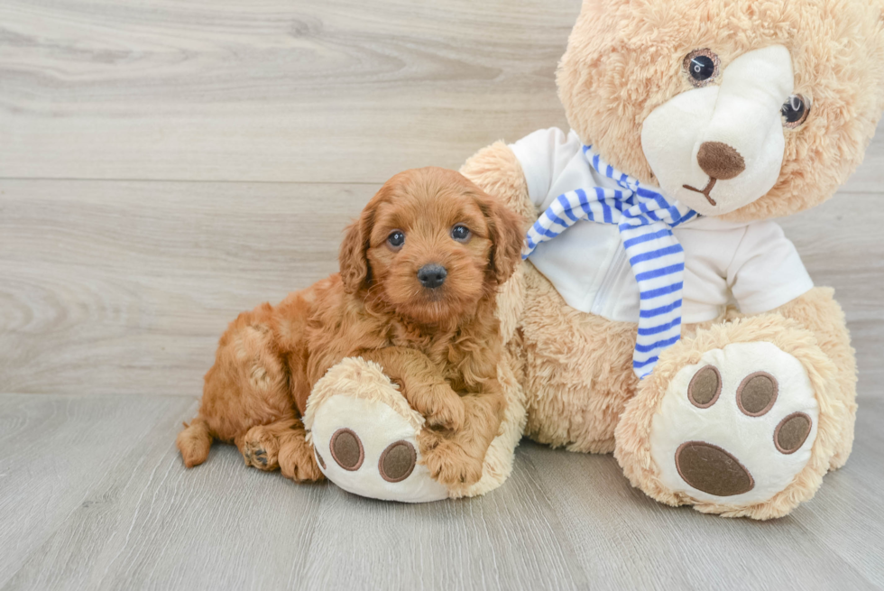 Adorable Golden Retriever Poodle Mix Poodle Mix Puppy