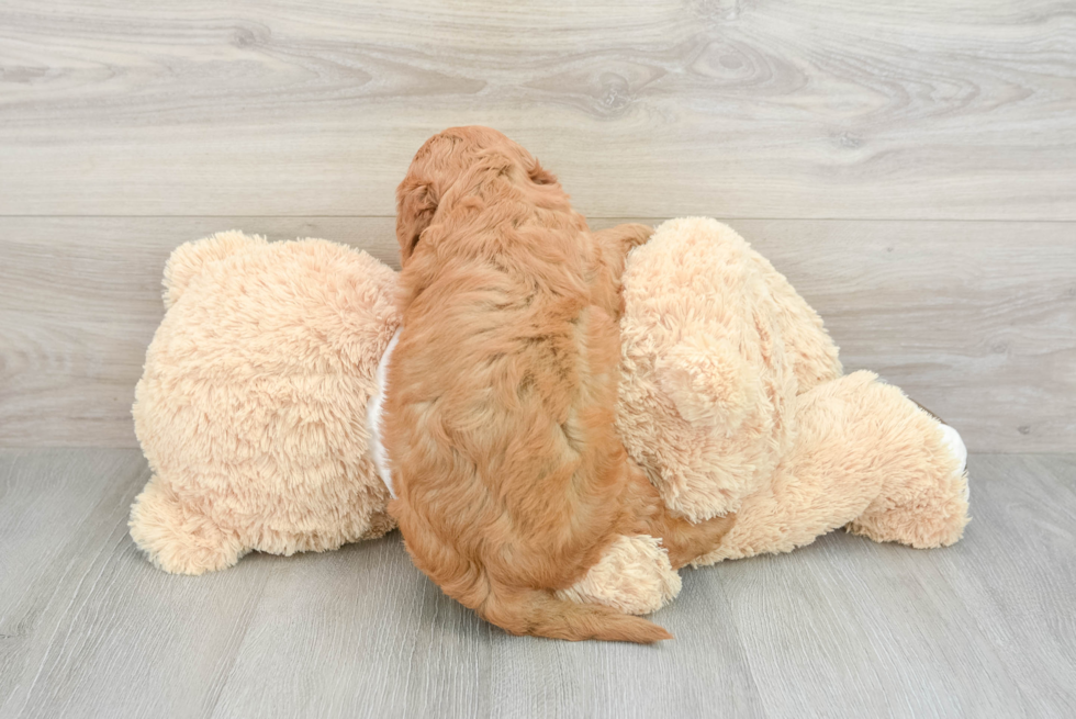 Smart Mini Goldendoodle Poodle Mix Pup