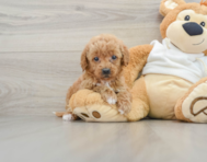 9 week old Mini Goldendoodle Puppy For Sale - Seaside Pups