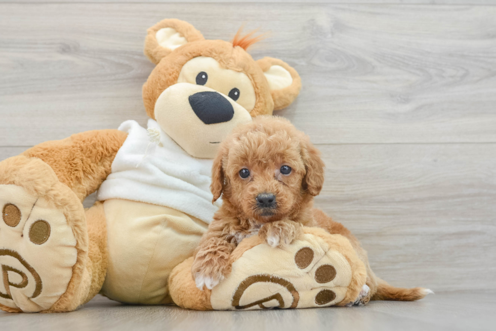 Funny Mini Goldendoodle Poodle Mix Pup