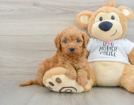 8 week old Mini Goldendoodle Puppy For Sale - Seaside Pups