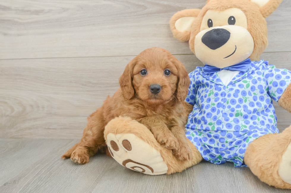 5 week old Mini Goldendoodle Puppy For Sale - Seaside Pups