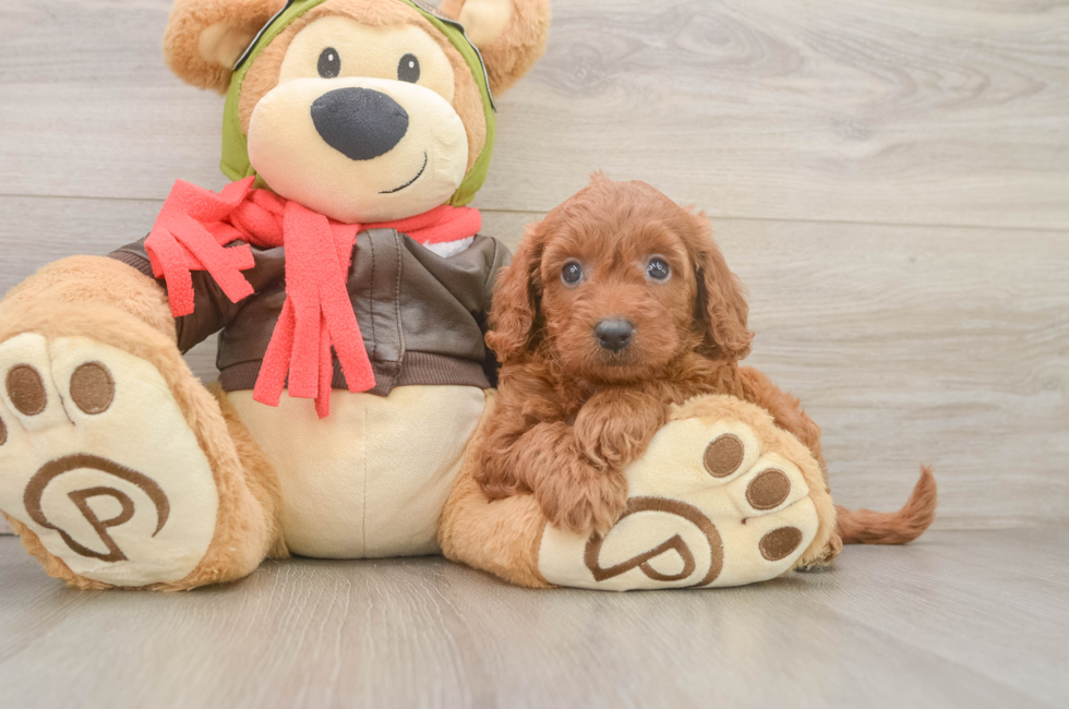 6 week old Mini Goldendoodle Puppy For Sale - Seaside Pups