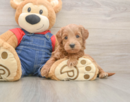 5 week old Mini Goldendoodle Puppy For Sale - Seaside Pups