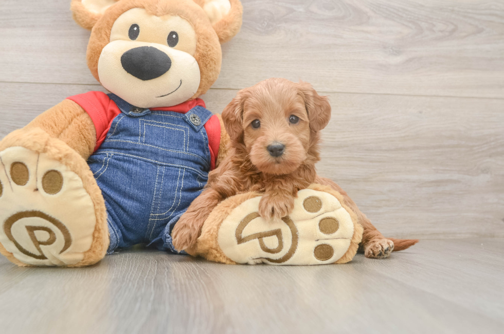 5 week old Mini Goldendoodle Puppy For Sale - Seaside Pups